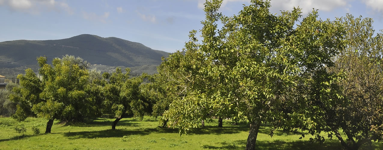 Strogili Nature
